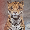 ジャガー Panthera onca
