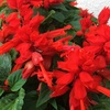 サルビアの赤い花