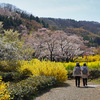 【花の福島2021】福島の桃源郷・花見山を歩いてきました！