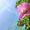 芙蓉、台風の前に