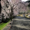 竹田の枝垂れ桜。