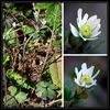 ヒメウズ　コウの花図鑑