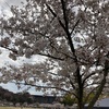 お花見日和の週末🌸