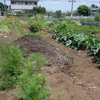 今日は入間の畑の除草です