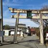 2023年も　梅宮神社に　梅と猫を見に