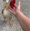 飛ばない鳥🐓