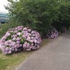 今年も御笠川沿いは紫陽花がきれいに咲いています。