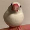 文鳥さんに使うお水は何が適切なの？