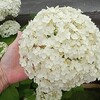わが家で開花中の白い花、フィソステギア（＋こぼれ種？）とアナベル