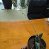 多肉植物ガステリア蕾
