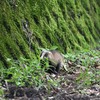 ただ今横断中