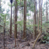 お伊勢山古墳（未到達）～宮中野古墳群　茨城県鹿嶋市宮中