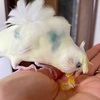 ヘルシーなポテトサラダ