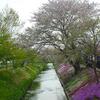 伊勢原渋田川の芝桜まつり＆柏木牧場でのんびりお花見休日