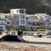 隣市南離島のねこさん