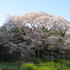 吉高の大桜。（千葉県印西市）