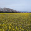 家族で花見へ