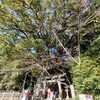 初詣に行く