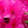 ミツバチ達の羽音　黙々と集めている　Bees buzz