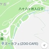 円山原生林のリス🐿