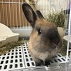初めてのうっ滞