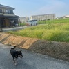 黒柴 🐶 つん