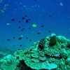 遂に　出発　シミラン　ショートdive　trip