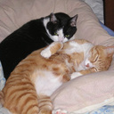 neko2_2025’s diary