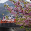 河津の桜は2色も3色もまた良し　～花よりビールと串焼き～