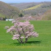 室蘭 崎守の一本桜