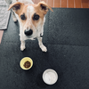 食べない犬との闘い。