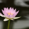 最近の花と虫と雑記