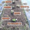 畑のバラとオクラの植付け
