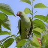 近所で撮れた！まさかのインコを激写せよ！