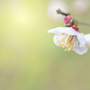 散歩道の花　ウメほか