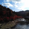 朝の紅葉見て大人の階段上った気がした