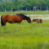 広く取りいられていた身体表現と同じ　鳥　馬　鬣　おうむ　とり　牛　かに　あひる　京都の手話