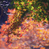 熱海の紅葉散策③