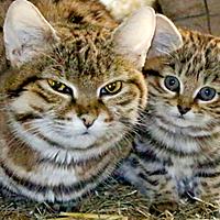 クロアシネコとは 動植物の人気 最新記事を集めました はてな