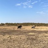 非日常✨至れり尽くせりなサファリツアーの手配あれこれ｜ケニア・マサイマラ３泊４日（2023世界一周旅行①）