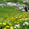 お花真っ盛りの木曽駒ヶ岳　ｂｙつじまい