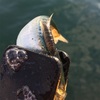 サッパに寄生虫が付いていた！サッパノギンカ〜サッパヤドリムシ