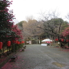 鎌倉の椿巡り⑦～化粧坂から、源氏山、葛原岡神社を経て浄智寺へ　