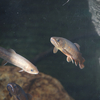 ヤマトイワナ Salvelinus leucomaenis