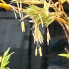 竹の花、再び