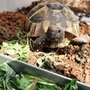 ヒガシヘルマンリクガメ～ご飯くれよ・・・