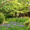 京都、円山公園の桜を見に行かなくちゃ。　の画像です。