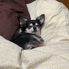 まろにー3391日目