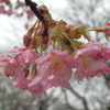 加治川治水記念公園（新発田市）早咲きの桜2020 (3/14)