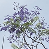 ジャカランダ咲いたよ！